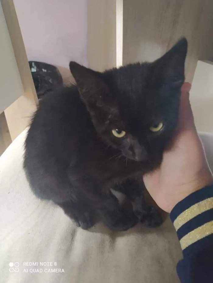 Gato raça Siamês misturado idade 2 a 6 meses nome Banguela