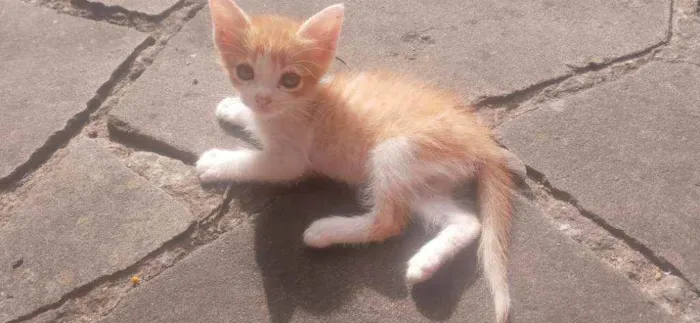 Gato ra a  idade Abaixo de 2 meses nome Sem nome