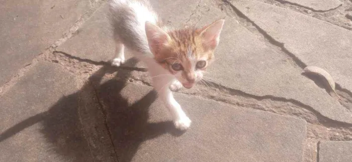 Gato ra a  idade Abaixo de 2 meses nome Sem nome