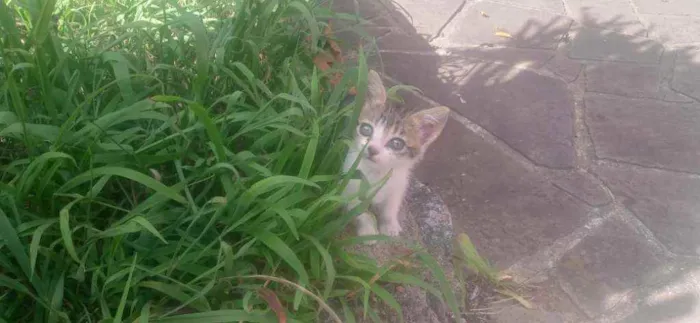 Gato ra a  idade Abaixo de 2 meses nome Sem nome