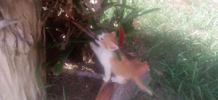 Gato ra a  idade Abaixo de 2 meses nome Sem nome