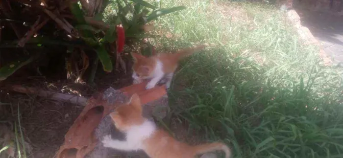 Gato ra a  idade Abaixo de 2 meses nome Sem nome