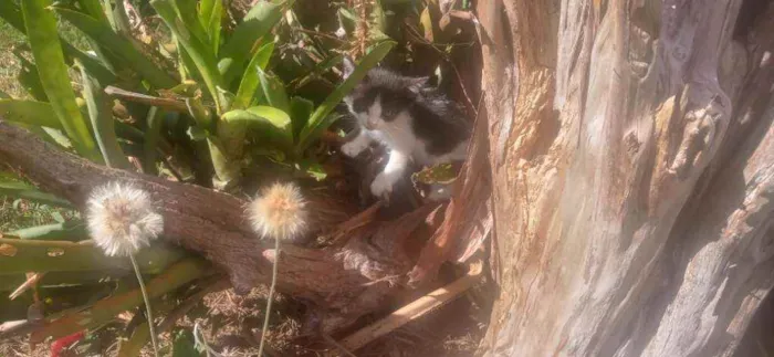 Gato ra a  idade Abaixo de 2 meses nome Sem nome