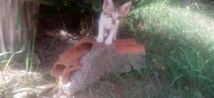Gato ra a  idade Abaixo de 2 meses nome Sem nome