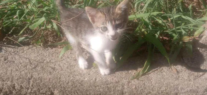 Gato ra a  idade Abaixo de 2 meses nome Sem nome