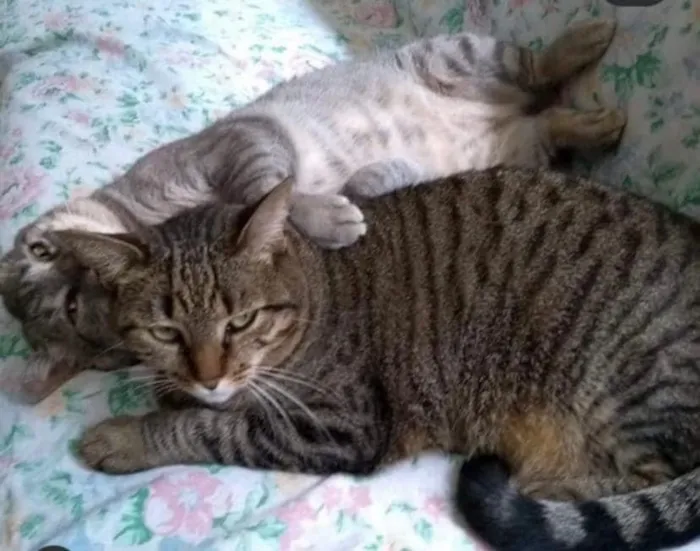 Gato ra a  idade 6 ou mais anos nome Casal ÓRFÃO
