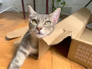 Gato raça SRD idade 2 a 6 meses nome Pilea, Cipó e Capim