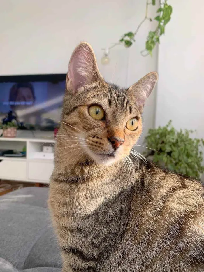 Gato raça SRD idade 2 a 6 meses nome Pilea, Cipó e Capim