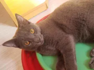 Gato raça Srd idade 2 a 6 meses nome Blue
