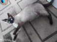 Cacau