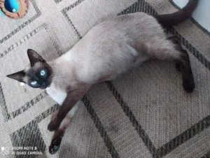 Gato raça Siamês idade 1 ano nome Cacau