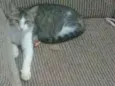 Mel