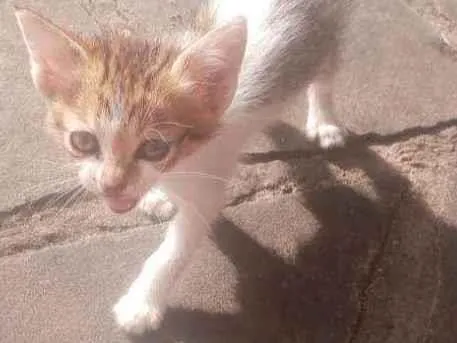 Gato ra a  idade Abaixo de 2 meses nome Sem nome