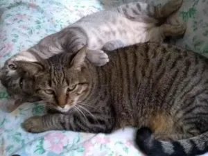 Gato raça  idade 6 ou mais anos nome Casal ÓRFÃO