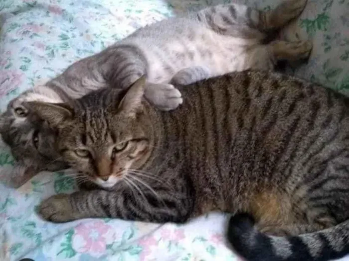 Gato ra a  idade 6 ou mais anos nome Casal ÓRFÃO