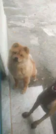 Nina