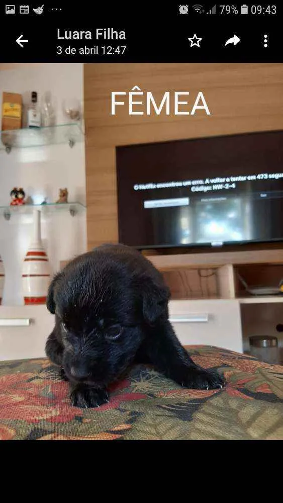Cachorro raça Sem raça definida idade 2 a 6 meses nome Filhotes
