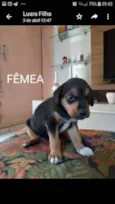 Filhotes