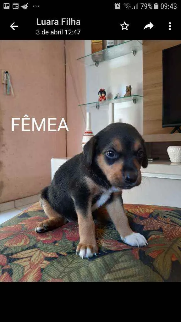 Cachorro raça Sem raça definida idade 2 a 6 meses nome Filhotes