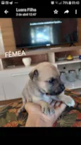 Filhotes