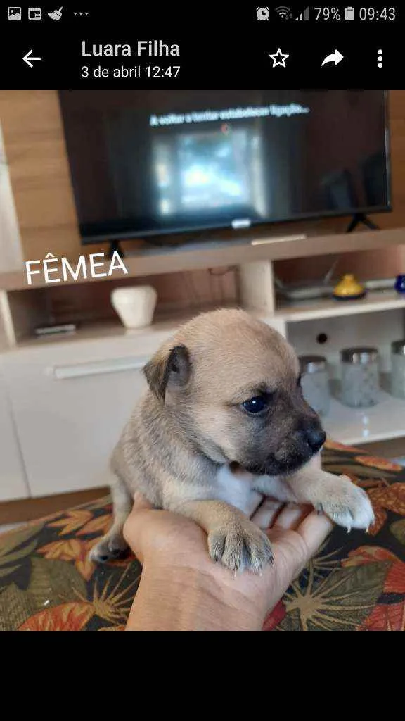Cachorro raça Sem raça definida idade 2 a 6 meses nome Filhotes