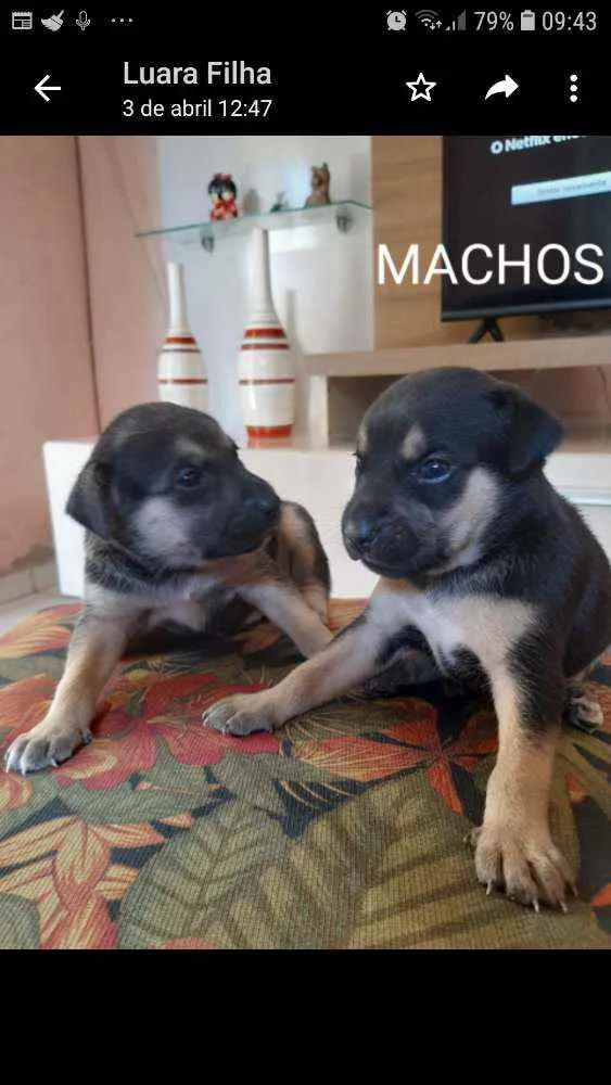 Cachorro raça Sem raça definida idade 2 a 6 meses nome Filhotes