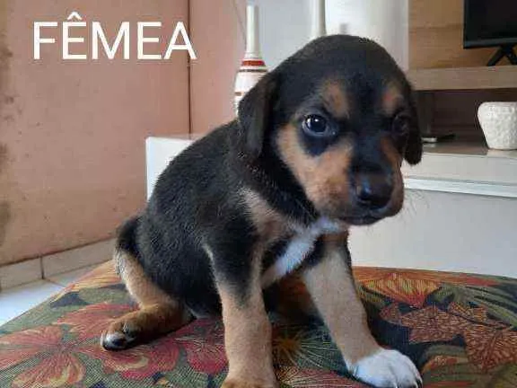 Cachorro raça Sem raça definida idade 2 a 6 meses nome Filhotes
