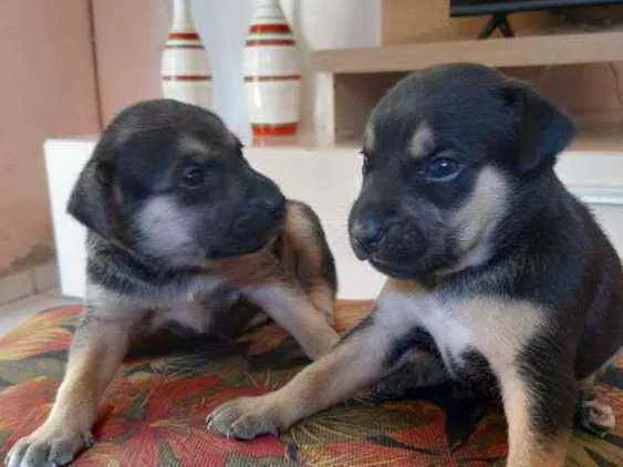 Cachorro raça Sem raça definida idade 2 a 6 meses nome Filhotes