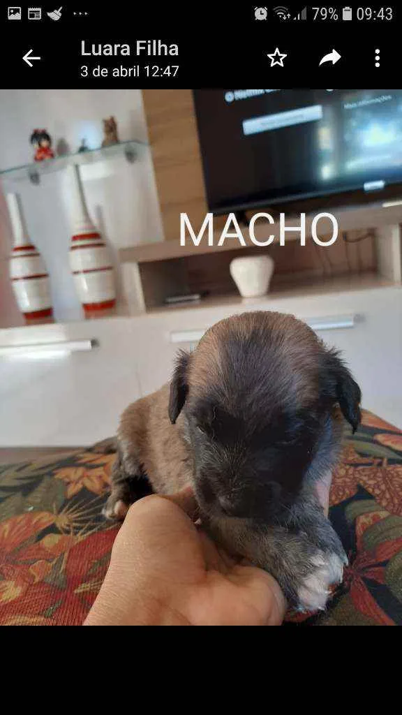 Cachorro raça Sem raça definida idade 2 a 6 meses nome Filhotes