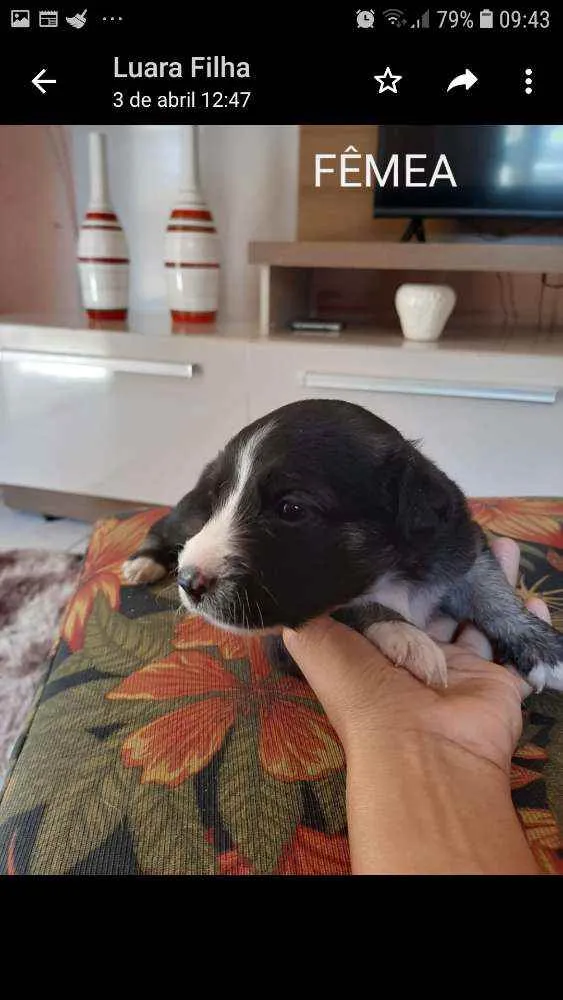 Cachorro raça Sem raça definida idade 2 a 6 meses nome Filhotes