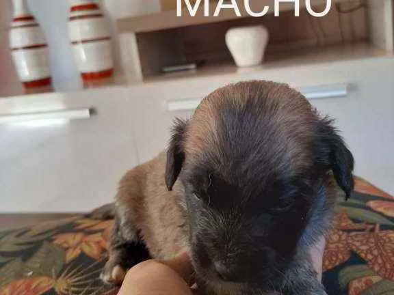 Cachorro raça Sem raça definida idade 2 a 6 meses nome Filhotes