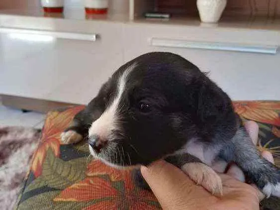 Cachorro raça Sem raça definida idade 2 a 6 meses nome Filhotes