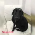 Neguinha 
