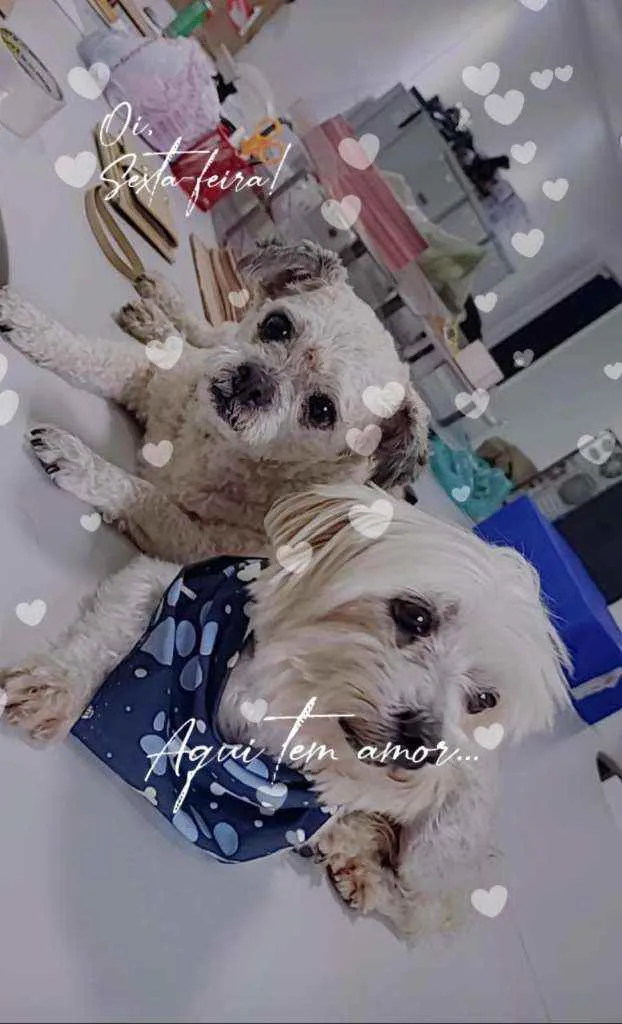 Cachorro raça  idade 5 anos nome Alfredo e Pedrita 