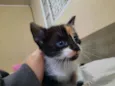 Jasmine
