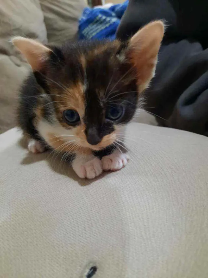Gato ra a Vira lata idade Abaixo de 2 meses nome Mera