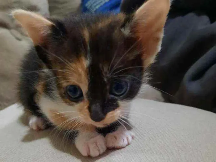 Gato ra a Vira lata idade Abaixo de 2 meses nome Mera