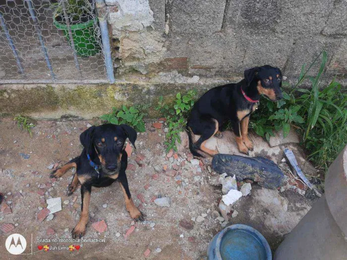 Cachorro ra a Não sei idade 2 a 6 meses nome Bella e Zeus