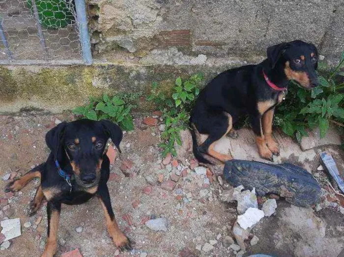 Cachorro ra a Não sei idade 2 a 6 meses nome Bella e Zeus