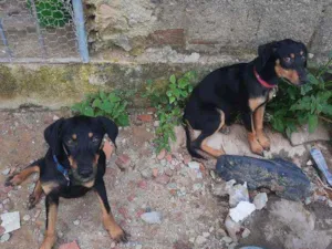 Cachorro raça Não sei idade 2 a 6 meses nome Bella e Zeus