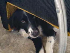 Cachorro raça Bornie colie  idade 7 a 11 meses nome Scott  Macol