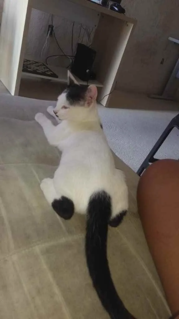 Gato ra a Sem raça  idade 2 a 6 meses nome Belinha 