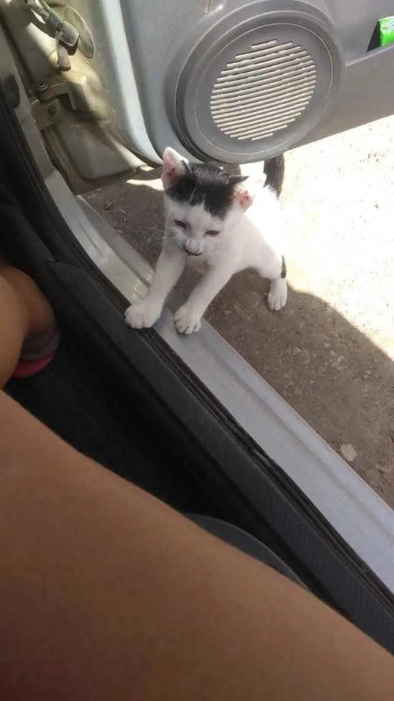 Gato ra a Sem raça  idade 2 a 6 meses nome Belinha 