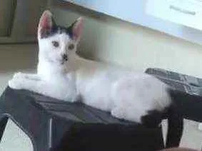 Gato ra a Sem raça  idade 2 a 6 meses nome Belinha 