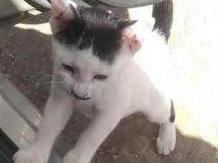 Gato ra a Sem raça  idade 2 a 6 meses nome Belinha 