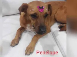 Cachorro raça  idade 3 anos nome Penélope 