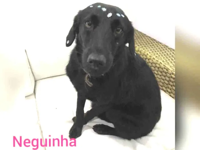 Cachorro raça  idade 3 anos nome Neguinha 