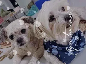Cachorro raça  idade 5 anos nome Alfredo e Pedrita 