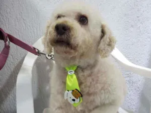 Cachorro raça Podle  idade 6 ou mais anos nome Bartolomeu 