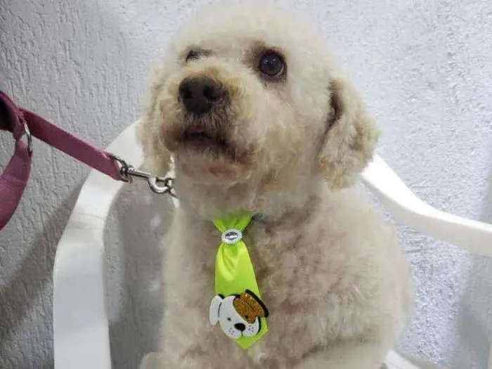 Cachorro raça Podle  idade 6 ou mais anos nome Bartolomeu 